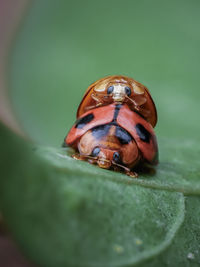 Close-up of insect on leaf