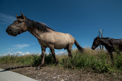 Horse standing in a field