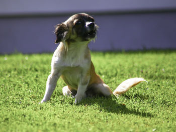 Dog sitting on field