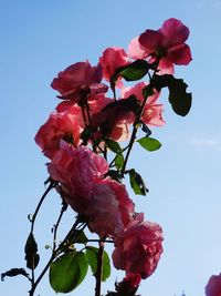 Low angle view of pink bougainvillea blooming on tree against sky