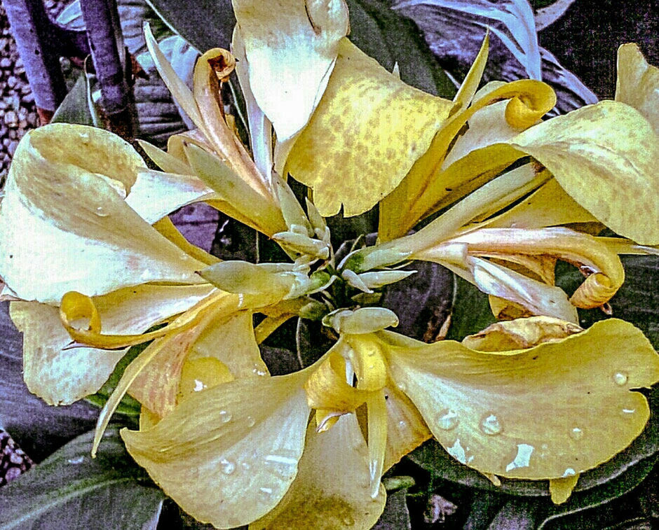 CLOSE-UP OF YELLOW FLOWERS