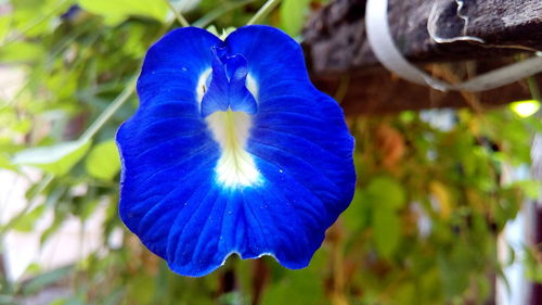 Close-up of purple flowers blooming