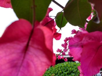 Close-up of pink flowers