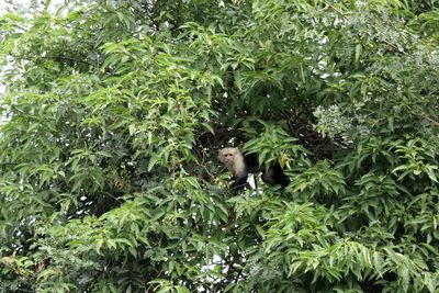 Monkey on tree in forest