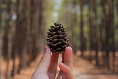 Close-up of hand holding pine cone