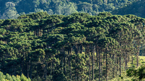 Pine trees in forest