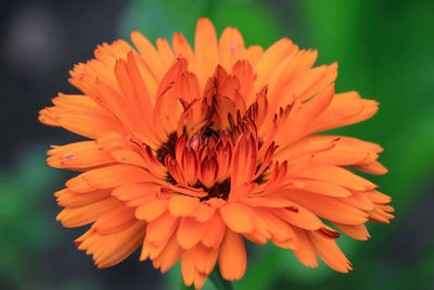 Close-up of orange flower blooming outdoors