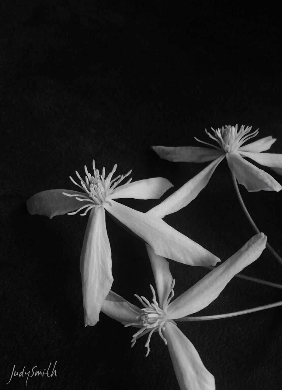 CLOSE-UP OF FLOWERS OVER BLACK BACKGROUND