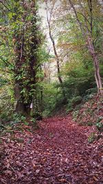 Trees in forest