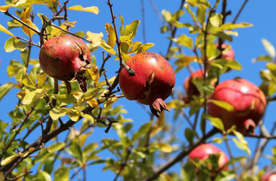 Low angle view of fruits on tree against sky