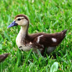 Close-up of duck on field