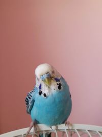 Close-up of parrot perching on wall