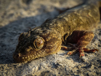 Close-up of lizard on rock