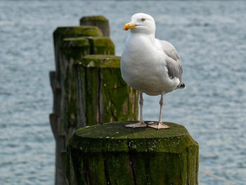 Seagull perching on wooden post by sea