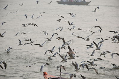 High angle view of seagulls flying over beach