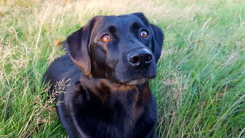 Portrait of black dog sitting on field