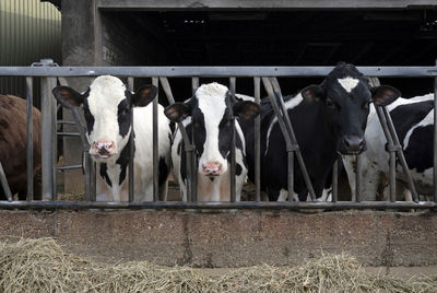 A group of cows looking at the camera during feeding time