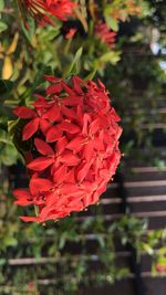 Close-up of red flowering plant