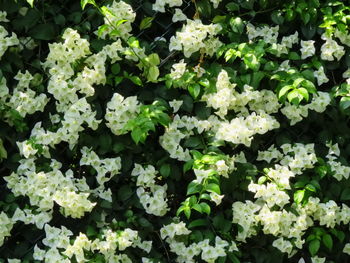 Full frame shot of flowering plants