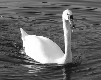 Close-up of swan swimming in lake