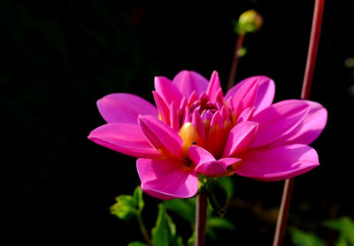 Close-up of pink flower