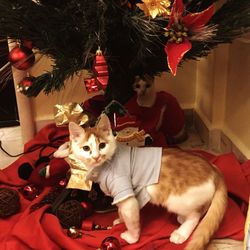 High angle view of dog hanging on christmas tree at home