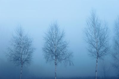 Bare trees in winter