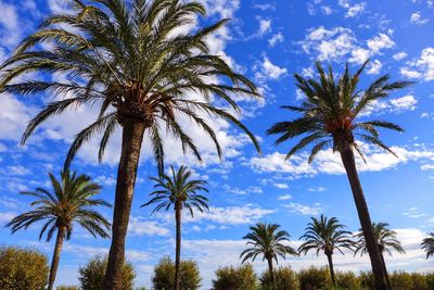 Low angle view of palm trees against blue sky