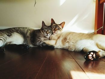 Cats lying on hardwood floor at home