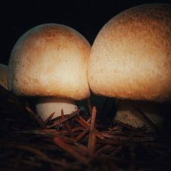 Close-up of mushroom growing on field