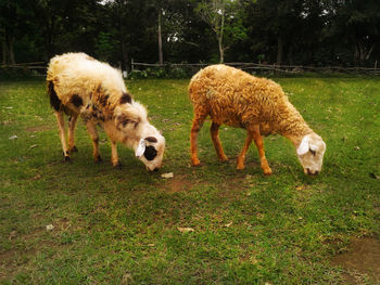 Sheep grazing in a field