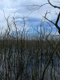 Bare trees against sky during winter