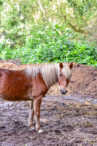 Horse standing in a field