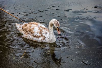 Close-up of swan swimming in lake