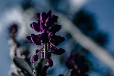 Close-up of purple flowering plant against sky