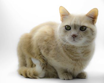 Close-up portrait of cat sitting against white background