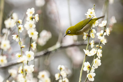 Close-up of bird on flower