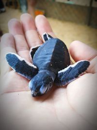 Close-up of hand holding turtle