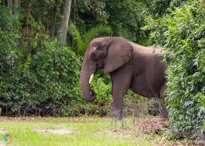 Side view of elephant in forest