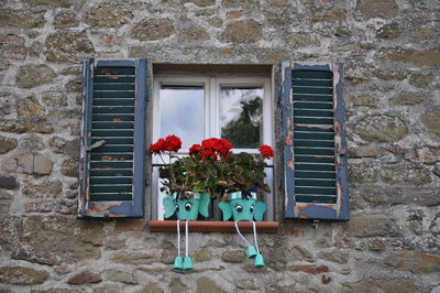 Potted plant against window of building