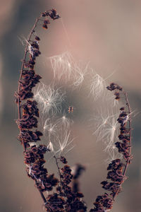 Close-up of spider web against sky