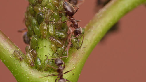 Close-up of insect on leaf