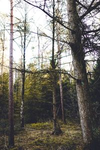 Trees in forest against sky