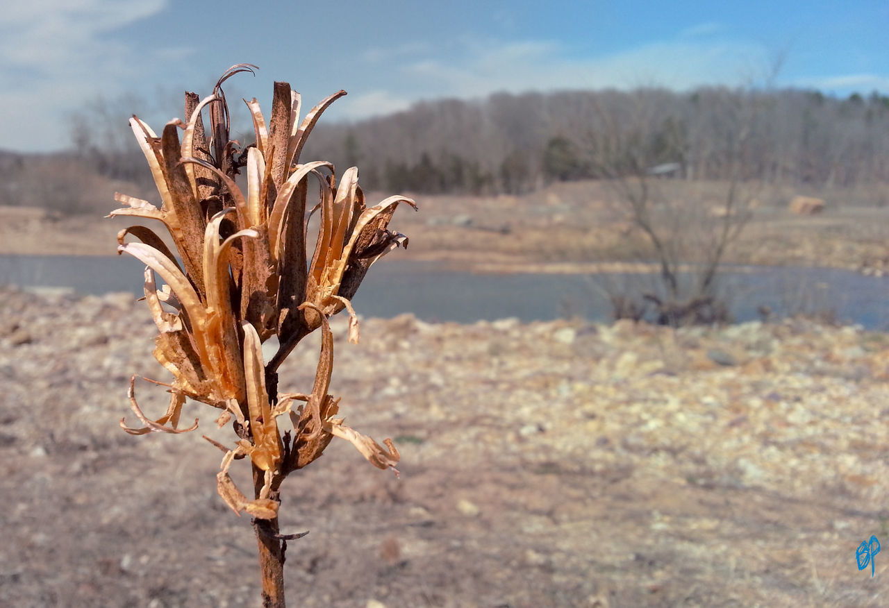 dry, dead plant, focus on foreground, sky, nature, tranquility, close-up, landscape, field, sand, tranquil scene, beauty in nature, plant, dried plant, growth, beach, outdoors, day, selective focus, no people