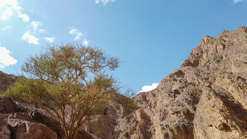 Low angle view of rock formation amidst trees against sky