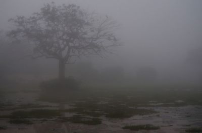 Trees on snow covered landscape in foggy weather