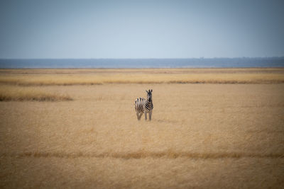 Plains zebra stands in grassland eyeing camera