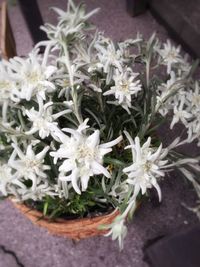 Close-up of white flowers