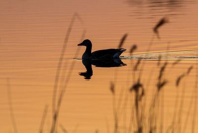 Silhouette bird flying over lake