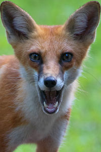 Close-up portrait of fox with mouth open standing outdoors